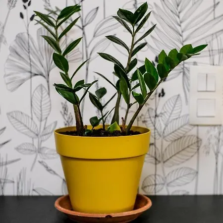 Apartment Studio Cocooning In & Help An Ecoproject ! Straßburg